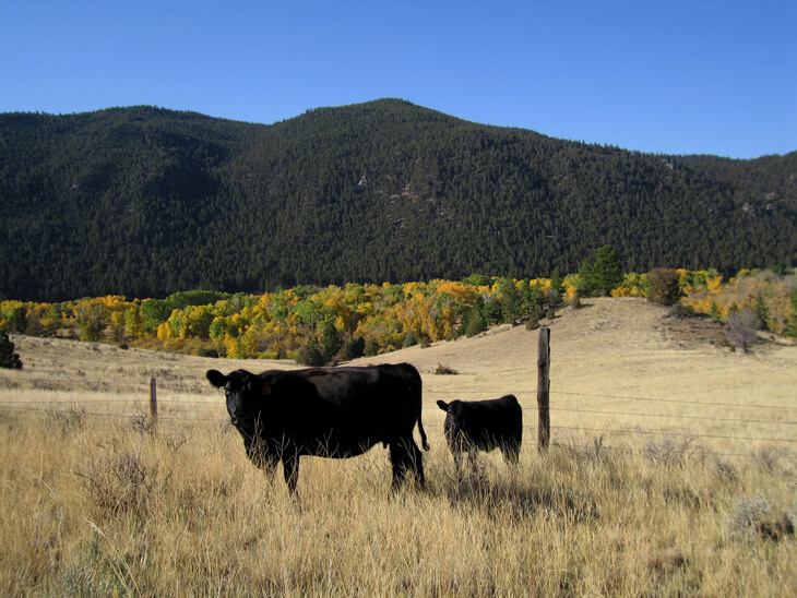 Understanding labels: grass-fed vs pasture-raised. – Maple Wind Farm