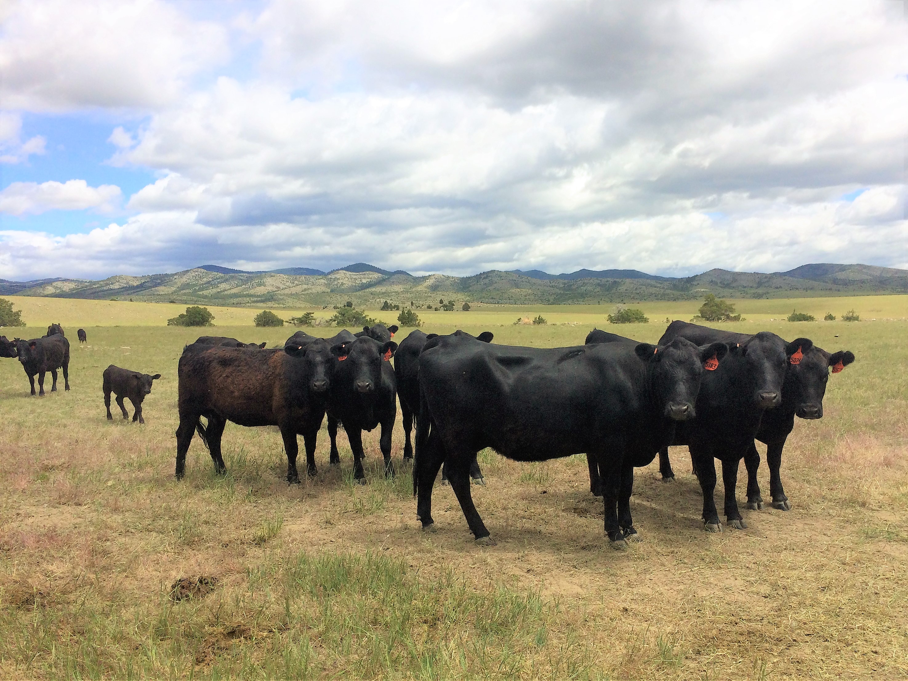 Corn Fed vs. Grass Fed— What's The Difference? :: Mulvey Gulch Ranch
